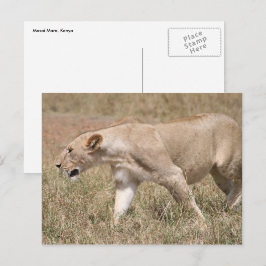 雌の雄 ポストカード (正面/裏面)