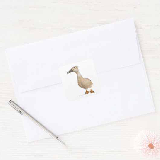 雌ひげ鴨、3歳 スクエアシール (封筒)