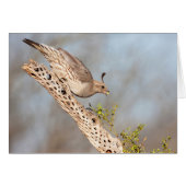 雌ガンベルズウズラ (正面横)