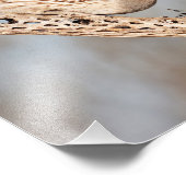 雌ガンベルズウズラ フォトプリント            (角)