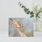 雌ガンベルズウズラ ポストカード (スタンド正面)