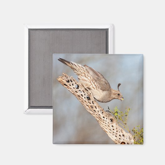 雌ガンベルズウズラ マグネット (正面/裏面)