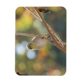 雌ゴールドフィンチ磁石 マグネット (縦)