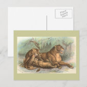 雌ジシおよびカブスのネコ属レオ ポストカード (正面/裏面)