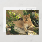 雌ジシの郵便はがき ポストカード (正面/裏面)