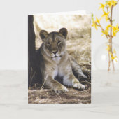 雌ジシ カード (黄色い花)