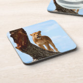 雌ジシ コースター (左側)