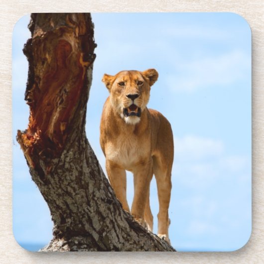 雌ジシ コースター (正面)