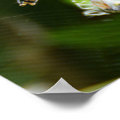 雌スズメグモ ポスター (角)