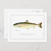 雌スナピマス ポストカード (正面/裏面)