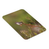 雌バーミリオンフライ捕手 マグネット (右側)