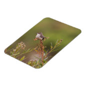 雌バーミリオンフライ捕手 マグネット (左側)