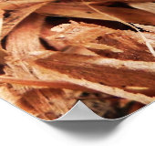 雌ホボグモ ポスター (角)