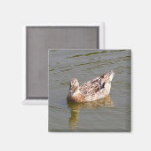 雌マラードアヒル3マグネット マグネット (正面/裏面)