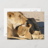 雌ライオンと仔ライオンが休む ポストカード (正面/裏面)