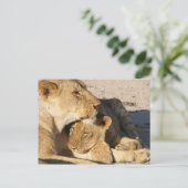 雌ライオンと仔ライオンが休む ポストカード (スタンド正面)