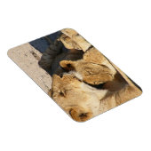 雌ライオンと仔ライオンが休む マグネット (右側)