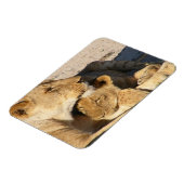 雌ライオンと仔ライオンが休む マグネット (左側)