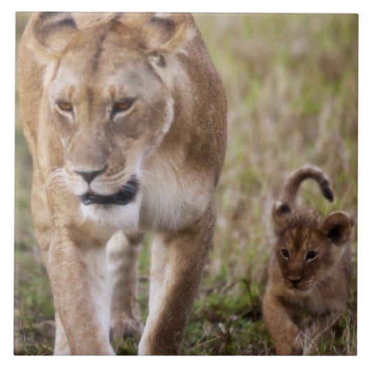 雌ライオンと子連れ タイル (正面)