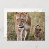 雌ライオンと子連れ ポストカード (正面/裏面)