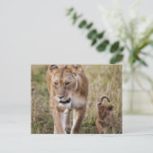 雌ライオンと子連れ ポストカード (スタンド正面)