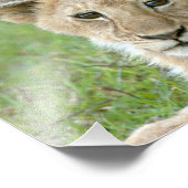 雌ライオンと雌雄の雌雄、東アフリカ、タンザニア フォトプリント            (角)