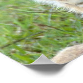 雌ライオンと雌雄の雌雄、東アフリカ、タンザニア ポスター (角)