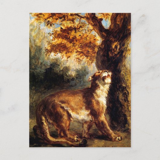 雌ライオンのストーカー ポストカード (正面)