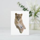 雌ライオンのポートレート ポストカード (スタンド正面)