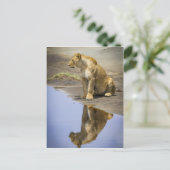雌ライオンの反射 ポストカード (スタンド正面)