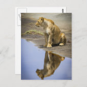 雌ライオンの反射 ポストカード (正面/裏面)
