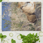 雌ライオンは休む キッチンタオル (折り畳み)