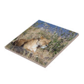 雌ライオンは休む タイル (側面)