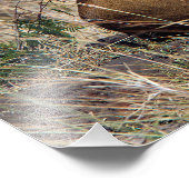 雌ライオンは休む フォトプリント            (角)