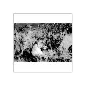 雌ライオンは休む ラバースタンプ (インプリント)