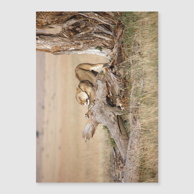 雌ライオン伸張 (正面)