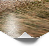 雌ライオン伸張 フォトプリント            (角)