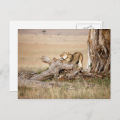 雌ライオン伸張 ポストカード (正面/裏面)