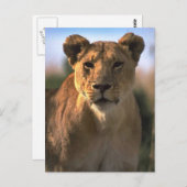 雌ライオン愛好家への贈り物 ポストカード (正面/裏面)