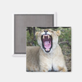 雌ライオン（パンテラレオ）、マサイマラ国家主席 マグネット (正面/裏面)