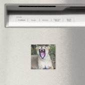 雌ライオン（パンテラレオ）、マサイマラ国家主席 マグネット (インサイチュ (食洗機))