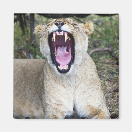 雌ライオン（パンテラレオ）、マサイマラ国家主席 マグネット (正面)