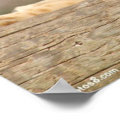 雌ライオン ポスター (角)