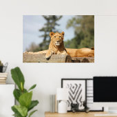 雌ライオン ポスター (ホームオフィス)