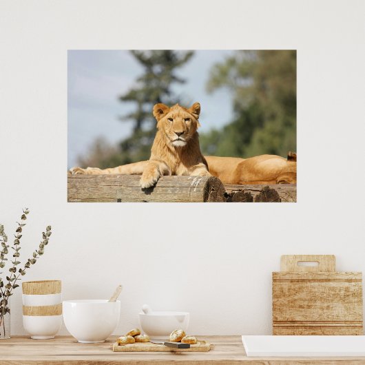 雌ライオン ポスター (キッチン)