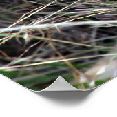 雌ライオン ポスター (角)