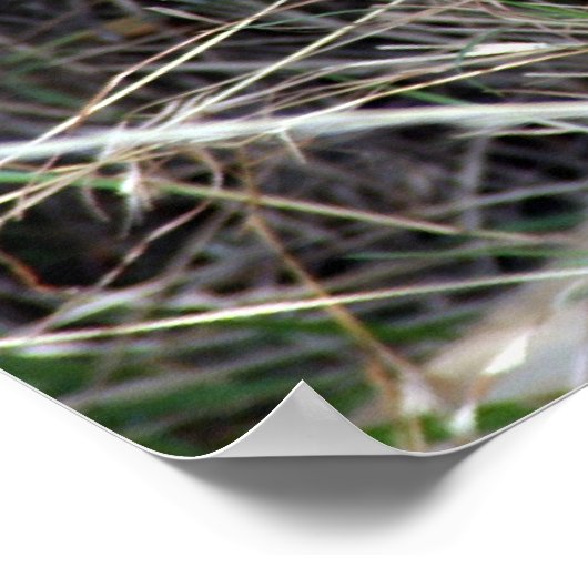 雌ライオン ポスター (角)