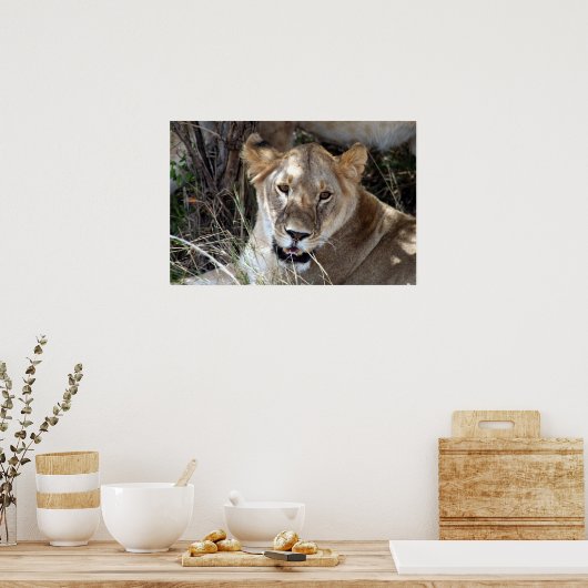 雌ライオン ポスター (キッチン)