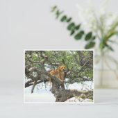 雌ライオン ポストカード (スタンド正面)