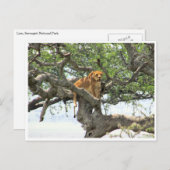 雌ライオン ポストカード (正面/裏面)